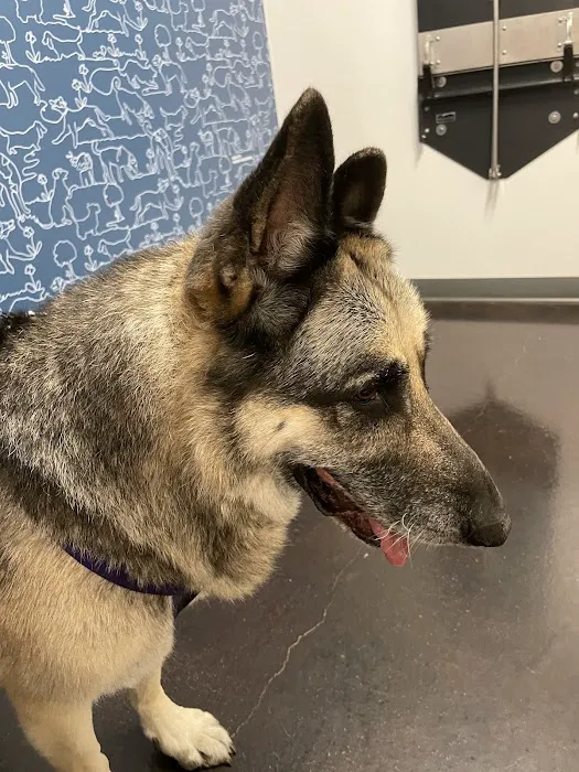 Thrive Pet Healthcare - Terrell Plaza 12