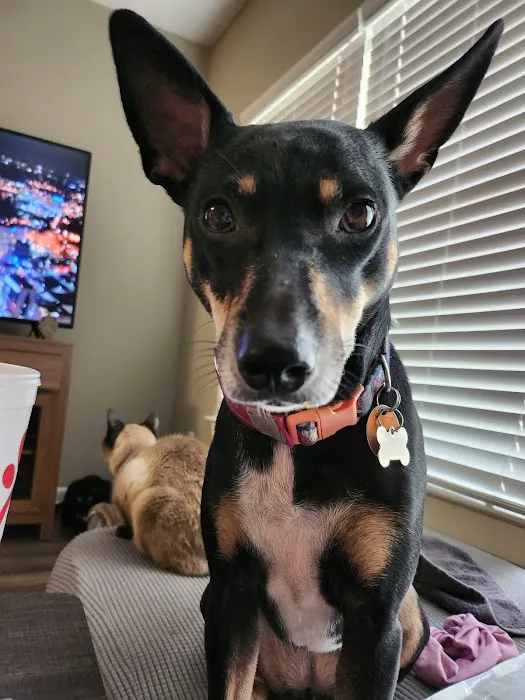 Thrive Pet Healthcare - Terrell Plaza 12