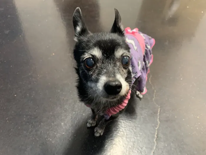 Thrive Pet Healthcare - Terrell Plaza 12