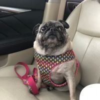 Churchill Veterinary Hospital ico
