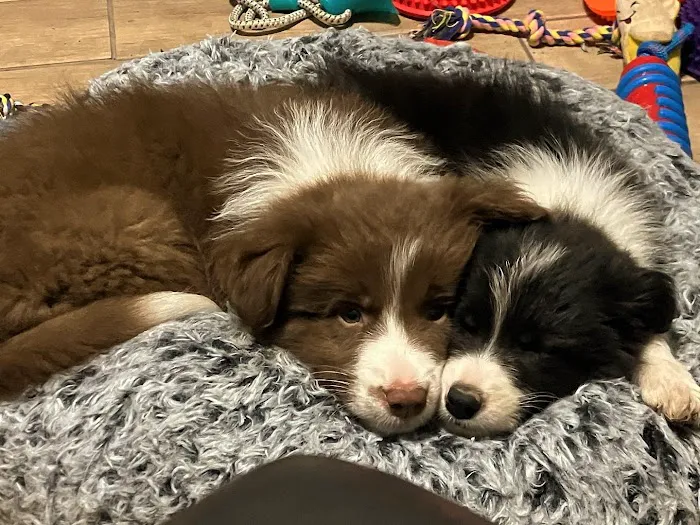 Thrive Pet Healthcare Specialists San Antonio 9