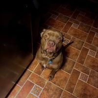 Leon Valley Veterinary Hospital ico