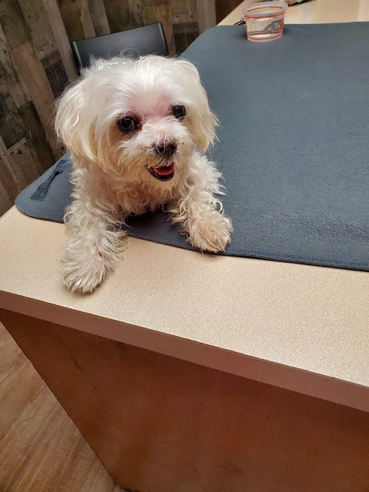 Leon Valley Veterinary Hospital 4
