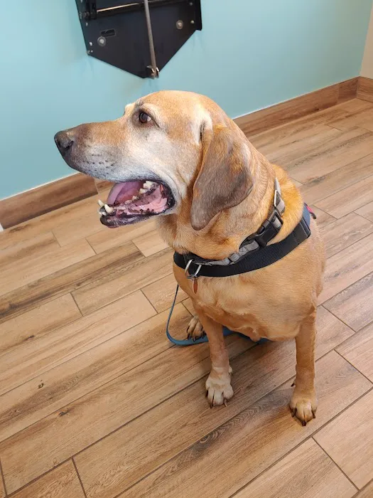 Covenant Care Animal Hospital, A Thrive Pet Healthcare Partner 5