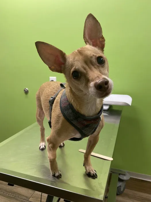 Covenant Care Animal Hospital, A Thrive Pet Healthcare Partner 7
