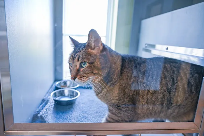 Covenant Care Animal Hospital, A Thrive Pet Healthcare Partner 9