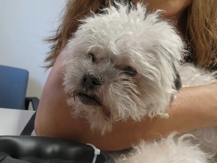 VCA Castle Hills Companion Animal Hospital 4