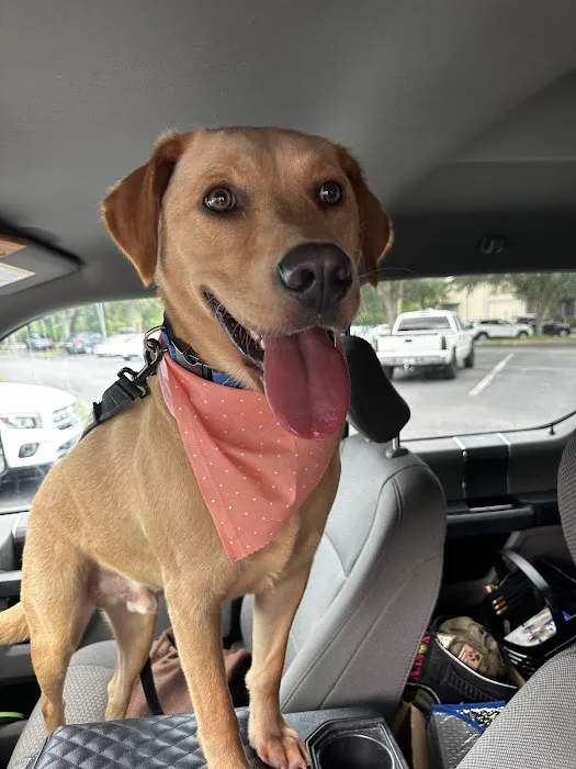 VCA Castle Hills Companion Animal Hospital 2