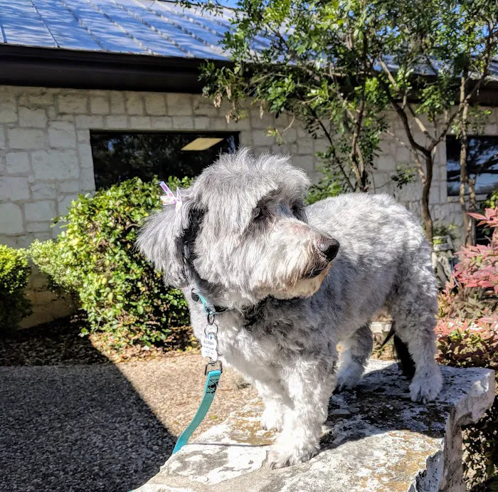 VCA Castle Hills Companion Animal Hospital 10