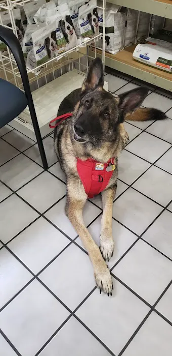 VCA Castle Hills Companion Animal Hospital 3
