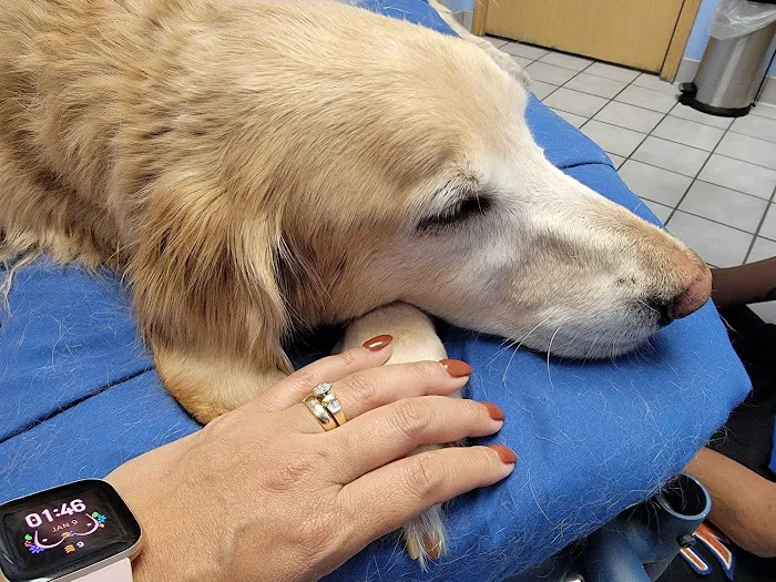 VCA Castle Hills Companion Animal Hospital 9