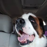 Banfield Pet Hospital ico