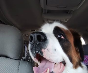 Banfield Pet Hospital