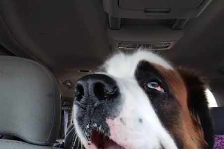 Banfield Pet Hospital