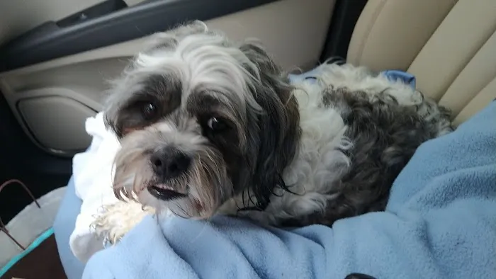 Alamo Hills Animal Hospital 12