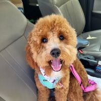 My Pet's Vet - San Antonio ico