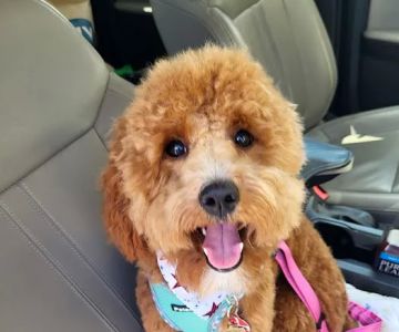 My Pet's Vet - San Antonio
