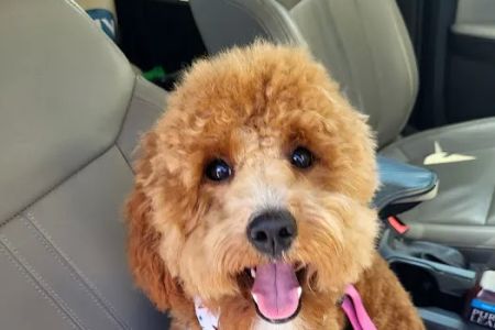 My Pet's Vet - San Antonio