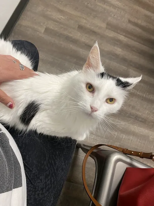 My Pet's Vet - San Antonio 12