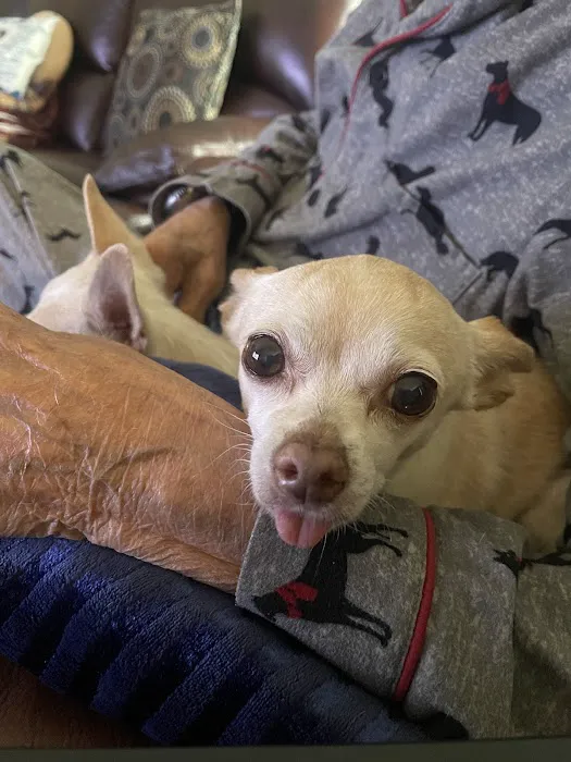 Animal Cancer Center of Texas 8