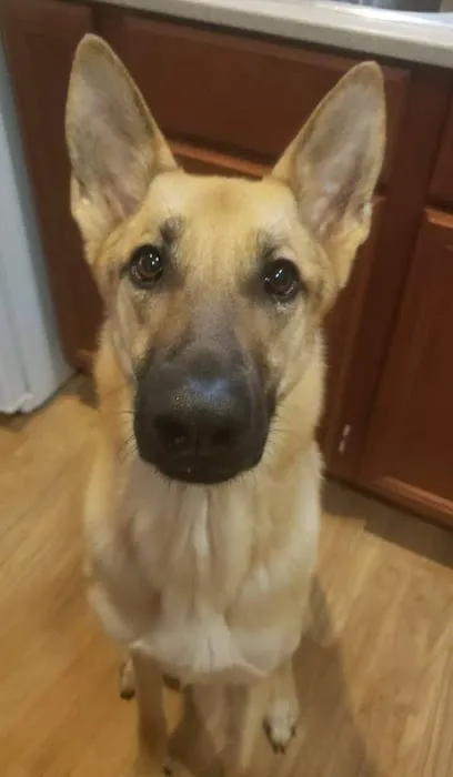 San Antonio Veterinary Specialists 5