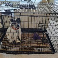 South Texas Veterinary Surgery ico