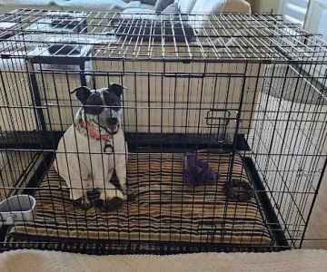 South Texas Veterinary Surgery