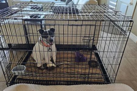 South Texas Veterinary Surgery