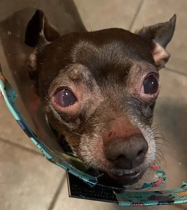 South Texas Veterinary Ophthalmology 8