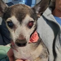 South Texas Veterinary Ophthalmology ico
