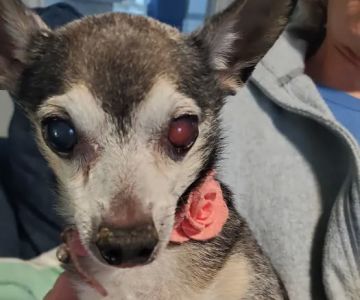 South Texas Veterinary Ophthalmology