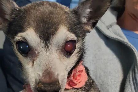 South Texas Veterinary Ophthalmology