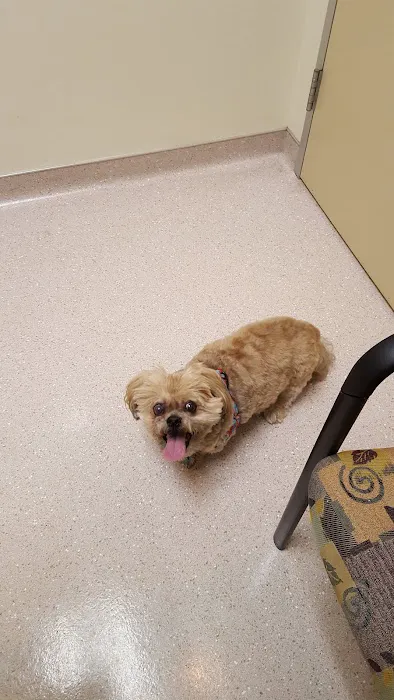 South Texas Veterinary Ophthalmology 4