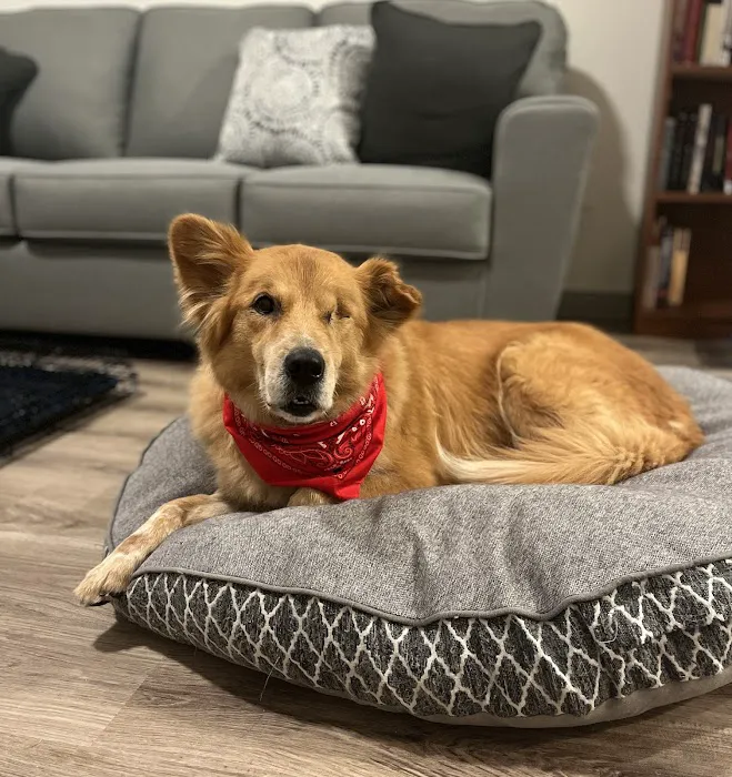 South Texas Veterinary Ophthalmology 3