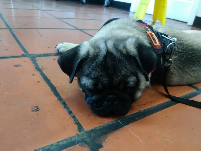 Brandos Animal Hospital 12