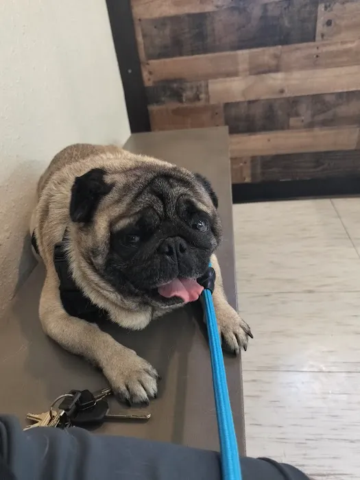 Brandos Animal Hospital 12