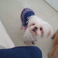Brandos Animal Hospital ico