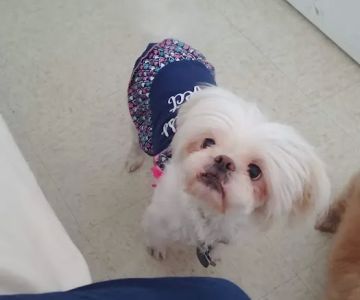 Brandos Animal Hospital