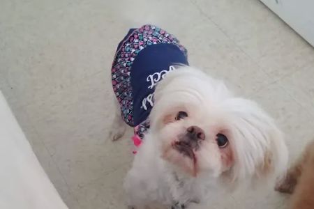 Brandos Animal Hospital