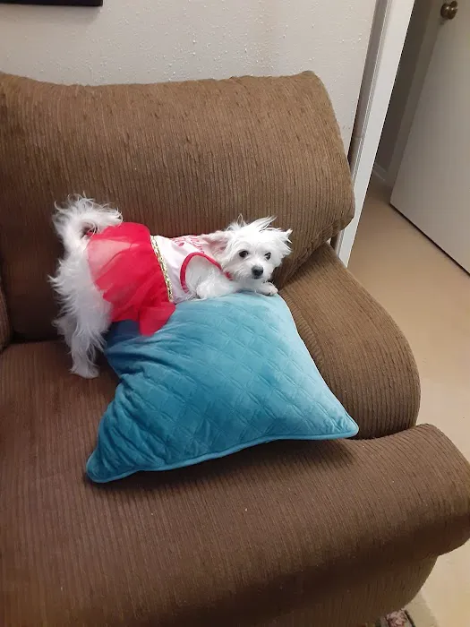 Brandos Animal Hospital 12