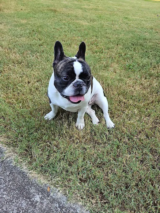 Nichols Animal Hospital 10