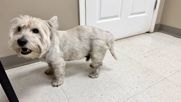Nichols Animal Hospital 4