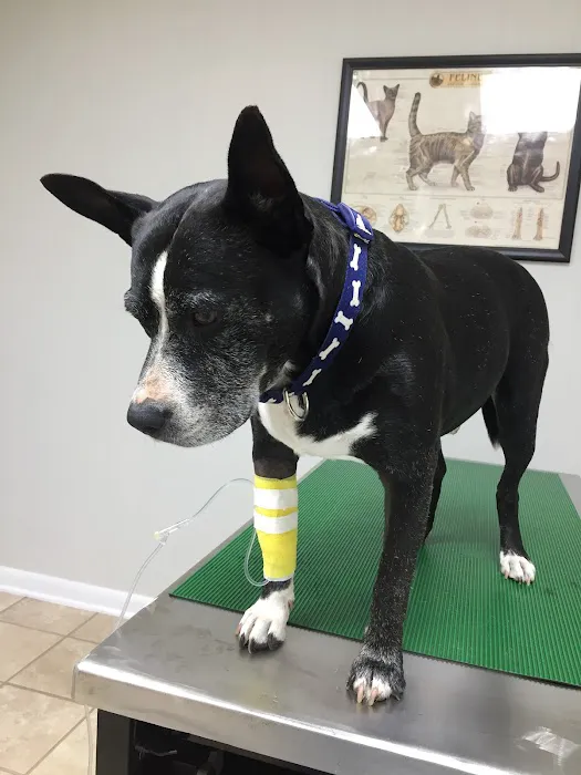 ACE Vet - Animal Care Experts 12