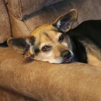 ACE Vet - Animal Care Experts ico