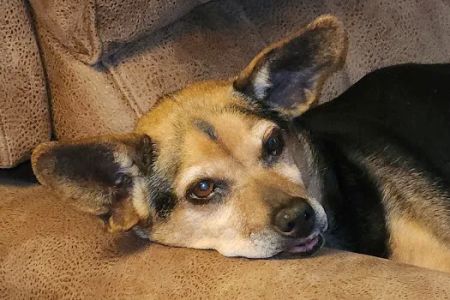 ACE Vet - Animal Care Experts