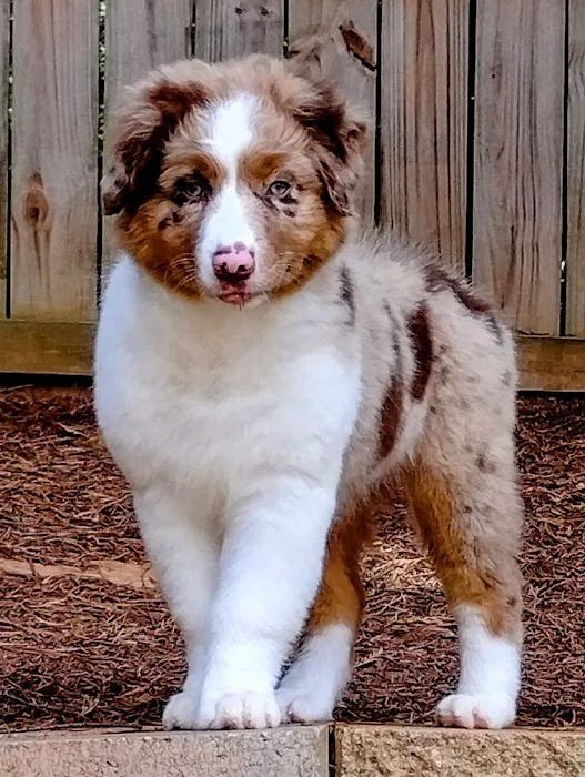 Marks Animal Hospital, LLC 1
