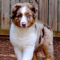 Marks Animal Hospital, LLC ico