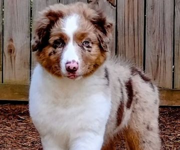 Marks Animal Hospital, LLC