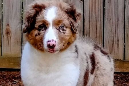 Marks Animal Hospital, LLC