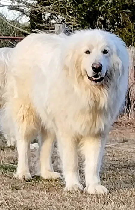 Marks Animal Hospital, LLC 2